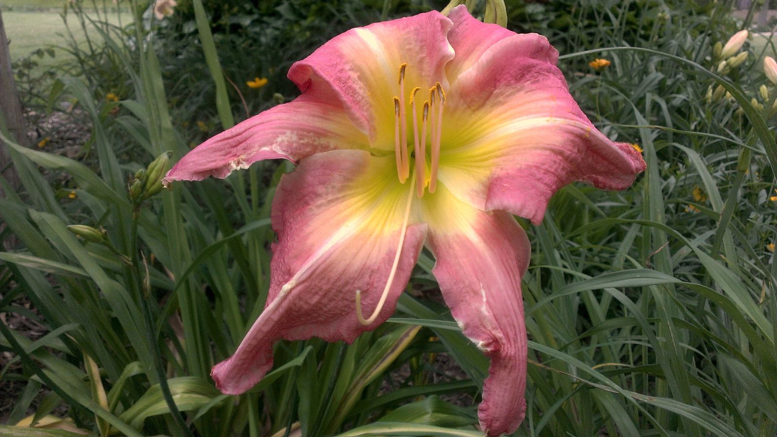 Spider Daylily